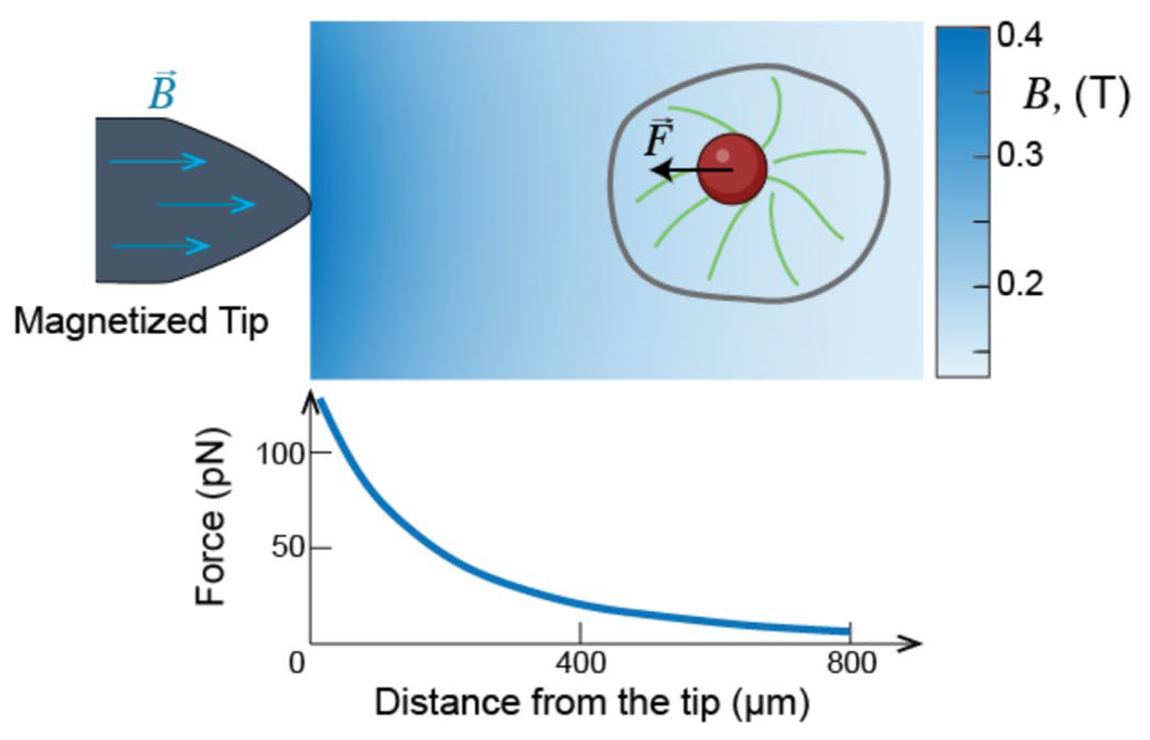 Magnetic Circuit Geometry and Pole Shapes-Magnetic Field Gradients Magnetic Circuit Geometry and Pole Shapes-Magnetic Field Gradients
